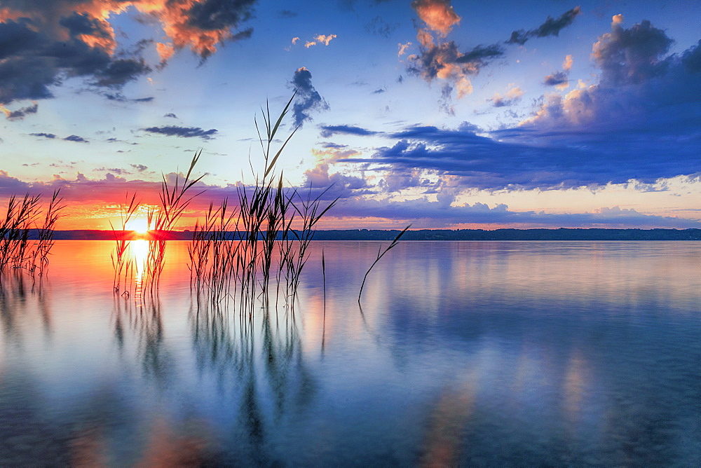 Reeds at sunrise on Lake Starnberg, Bavaria, Germany