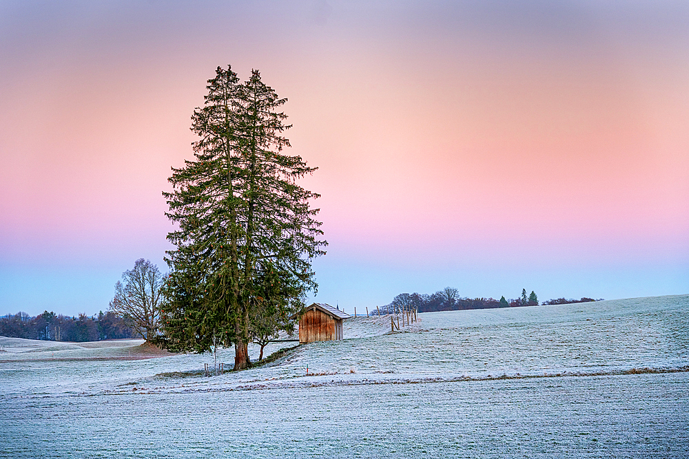 Lonely tree at sunrise on a frosty autumn day ,monthshausen, Bavaria, Germany