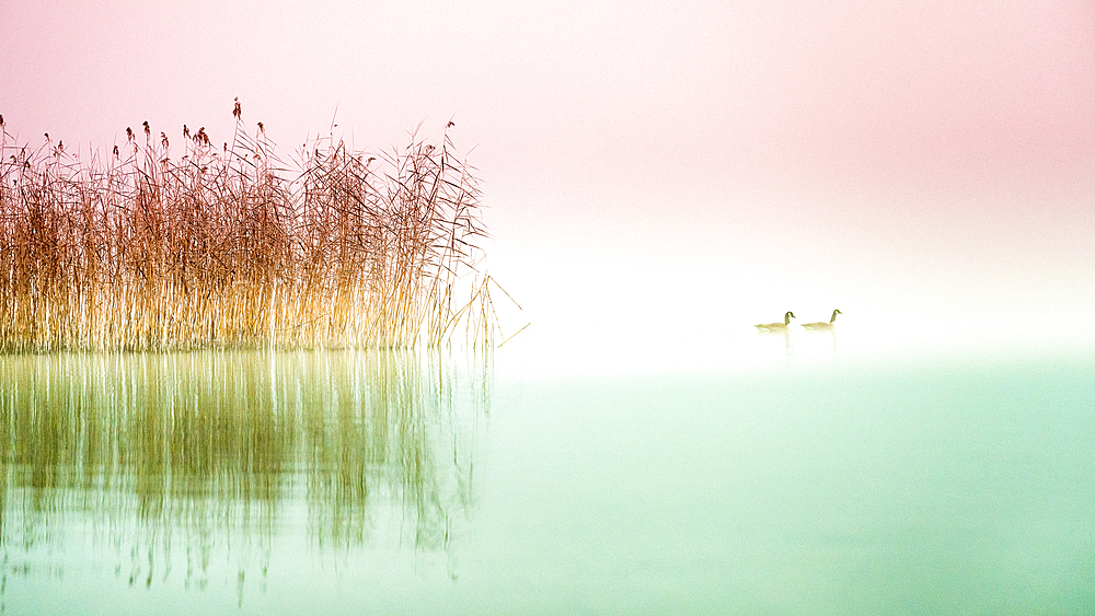 Reeds and waterfowl, barnacle geese, Lake Starnberg, Seeshaupt, Bavaria, Germany