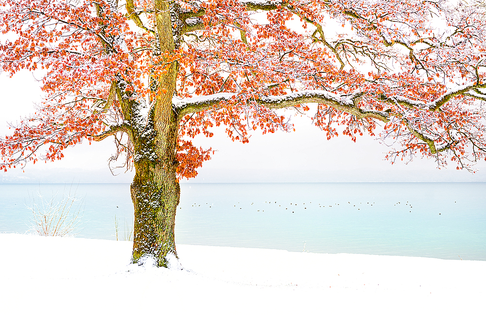 Winter at Lake Starnberg, Tutzing, Germany