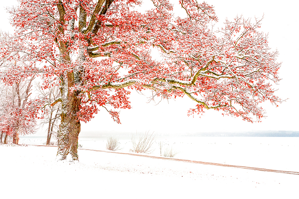 Winter morning at Lake Starnberg, Tutzing, Germany