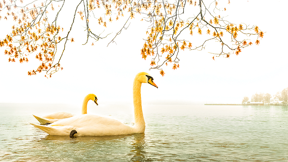 Autumn at Lake Starnberg, Tuting, Germany