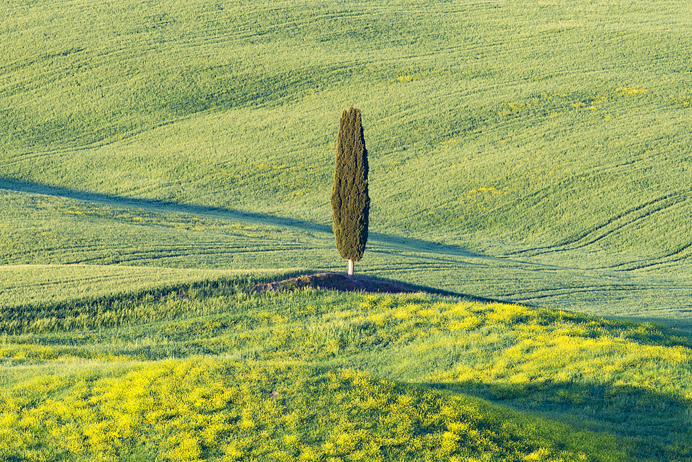 Landscape at sunrise around Pienza, Val d'Orcia, Orcia Valley, UNESCO World Heritage Site, Province of Siena, Tuscany, Italy, Europe