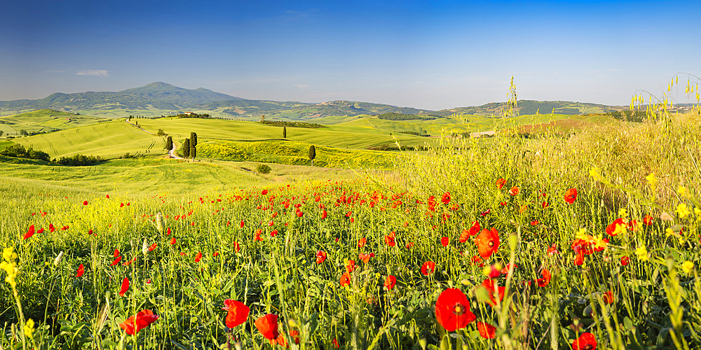 Landscape at sunrise around Pienza, Val d'Orcia, Orcia Valley, UNESCO World Heritage Site, Province of Siena, Tuscany, Italy, Europe