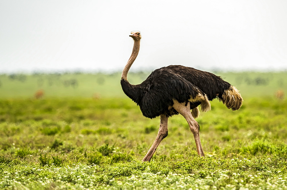 Male ostrich (Struthio camelus) walking on lush grassy plain, Serengeti National park, Tanzania