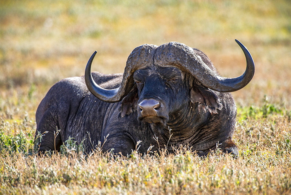 Large male African Buffalo (Syncerus caffer) resting in short grass in Ngorongoro Crater, Ngorongoro Conservation Area, Tanzania