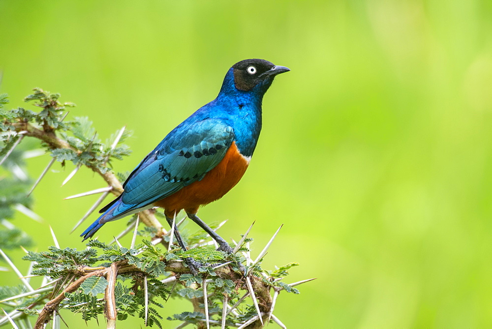 Superb Starling (Lamprotornis superbus) perched on thorny Acacia branch in Ngorongoro Crater, Ngorongoro Conservation Area, Tanzania