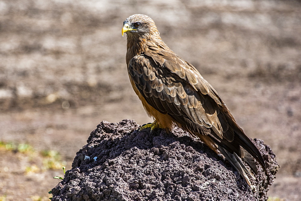 Yellow-billed Kite (Milvus aegyptius) perched on stone in Ngorongoro Crater, Ngorongoro Conservation Area, Tanzania