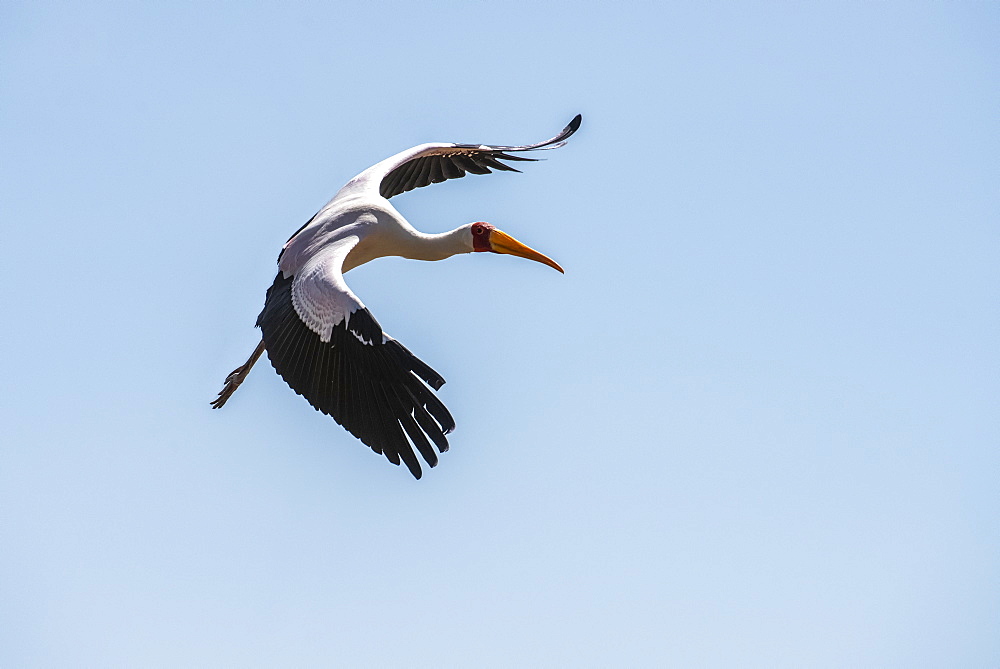 Yellow-billed Stork (Mycteria ibis) in flight in a blue sky at Lake Manyara National Park, Tanzania