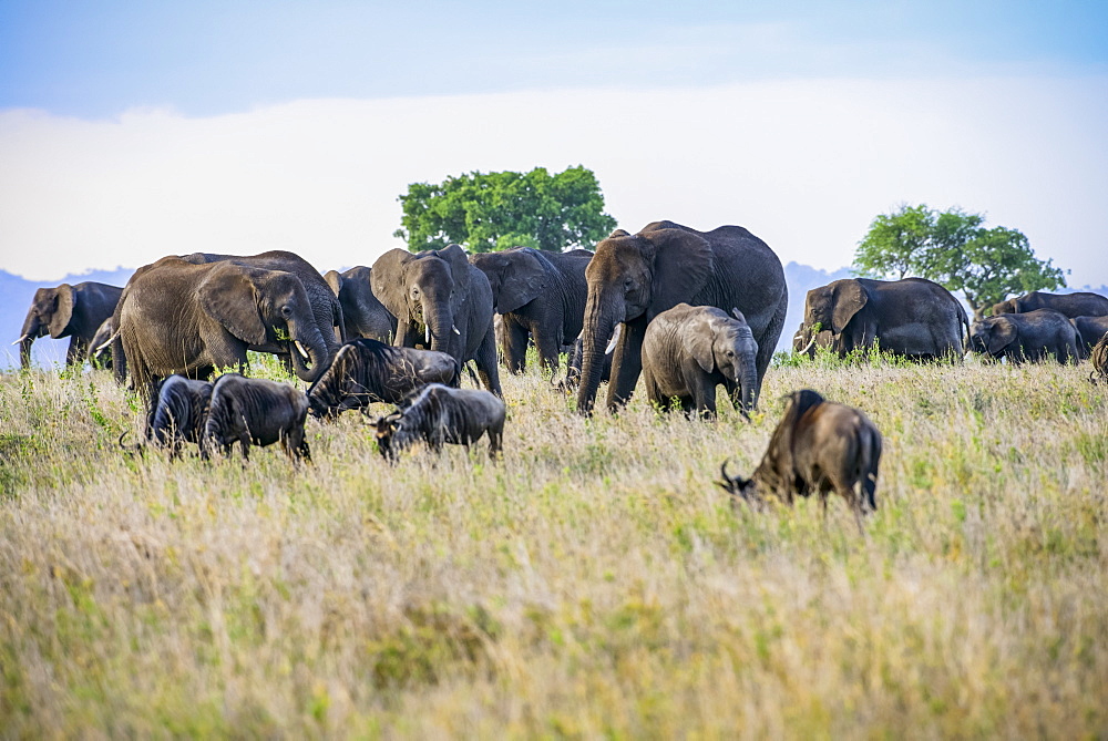 African elephants (Loxodonta africana) tower over grazing Wildebeests (Connochaetes taurinus) in Serengeti National Park, Tanzania