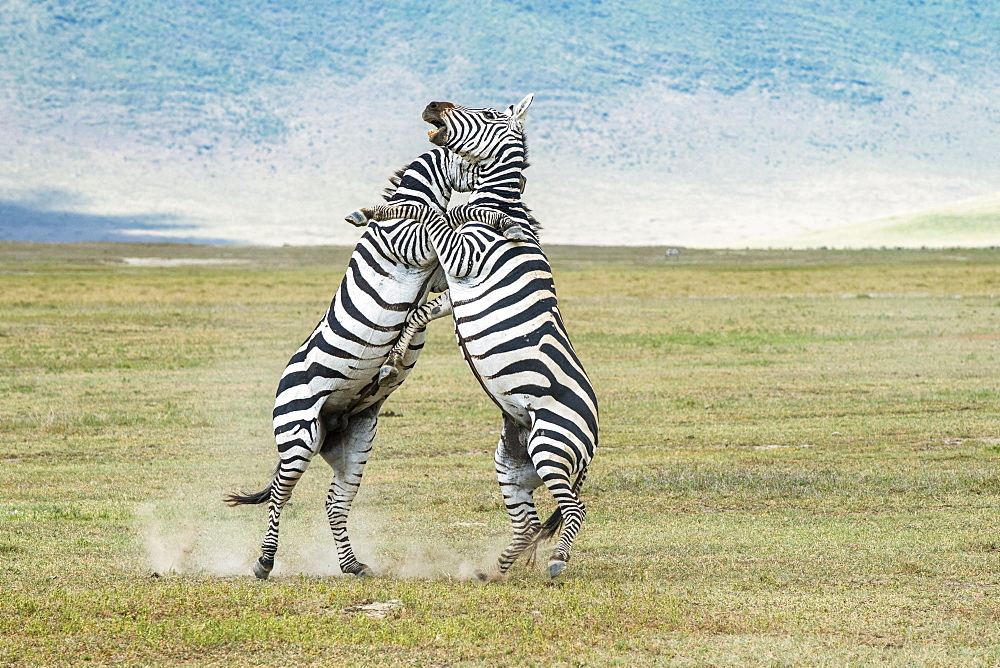 Pair of Zebra (Equus grevyi) stallions rise on hind feet to kick and bite each other as they fight on the floor of Ngorongoro Crater, Ngorongoro Conservation Area, Tanzania