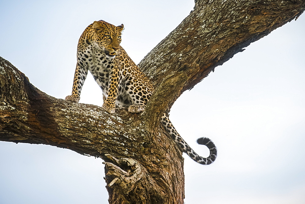 Leopard (Panthera pardus) crouching in tree in the Ndutu area of the Ngorongoro Crater Conservation Area on the Serengeti Plains, Tanzania