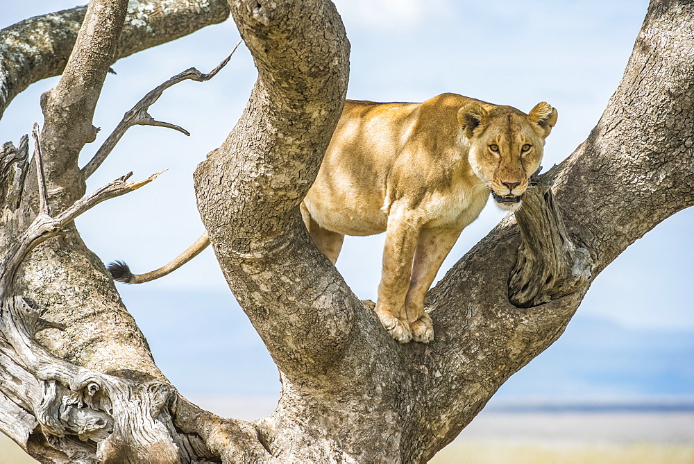 Adult Lioness (Panthera leo) stares down from a tree in Serengeti National Park, Tanzania