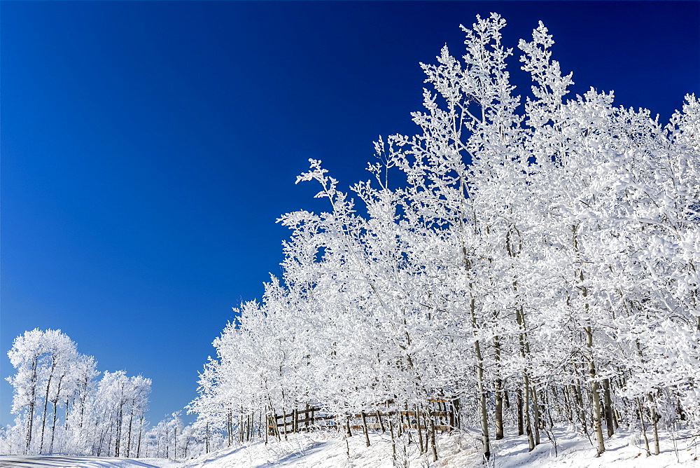 Frosted trees against a deep blue sky with wooden fence, Bragg Creek, Alberta, Canada