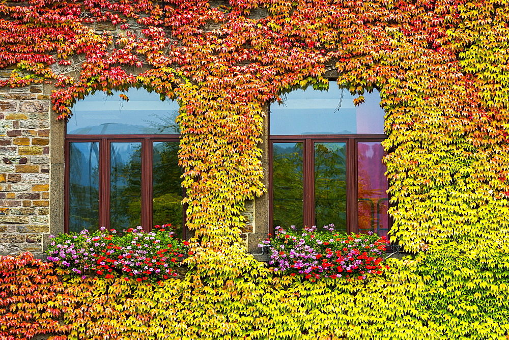 Colourful ivy surrounding two arched windows on stone building, Bruttig-Fankel, Germany