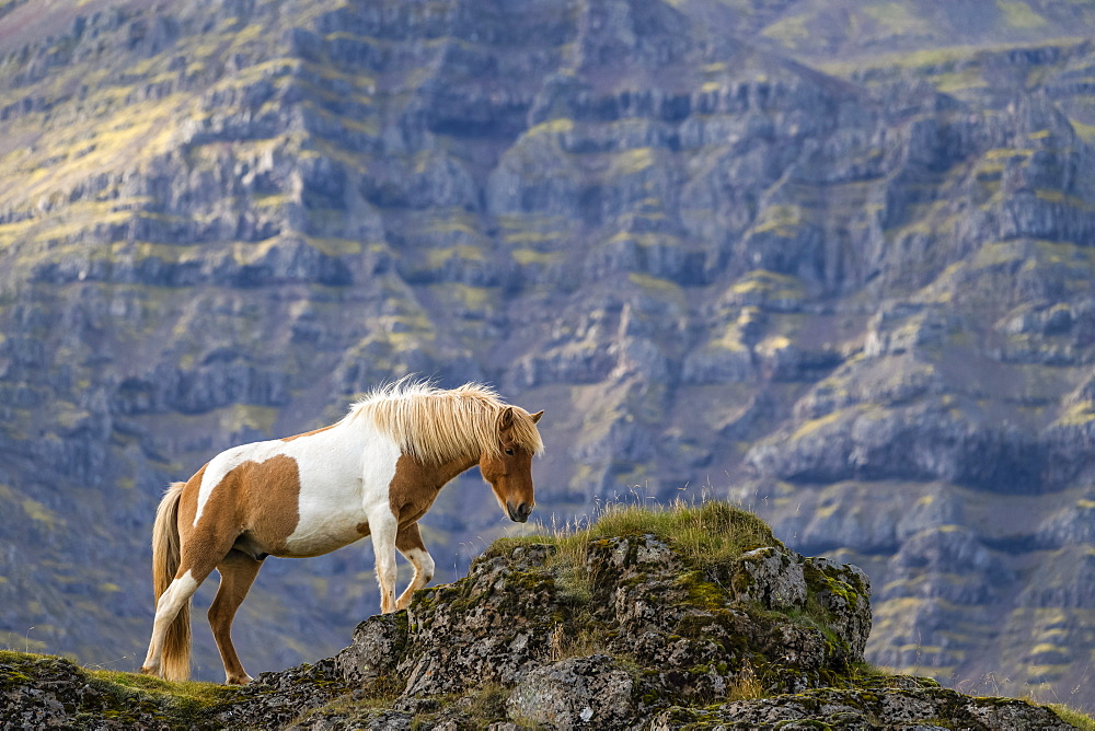 Icelandic horse in the natural landscape, Iceland