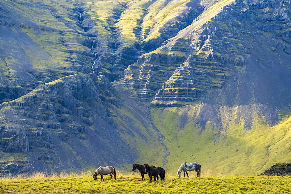 Icelandic horses in the natural landscape, Iceland