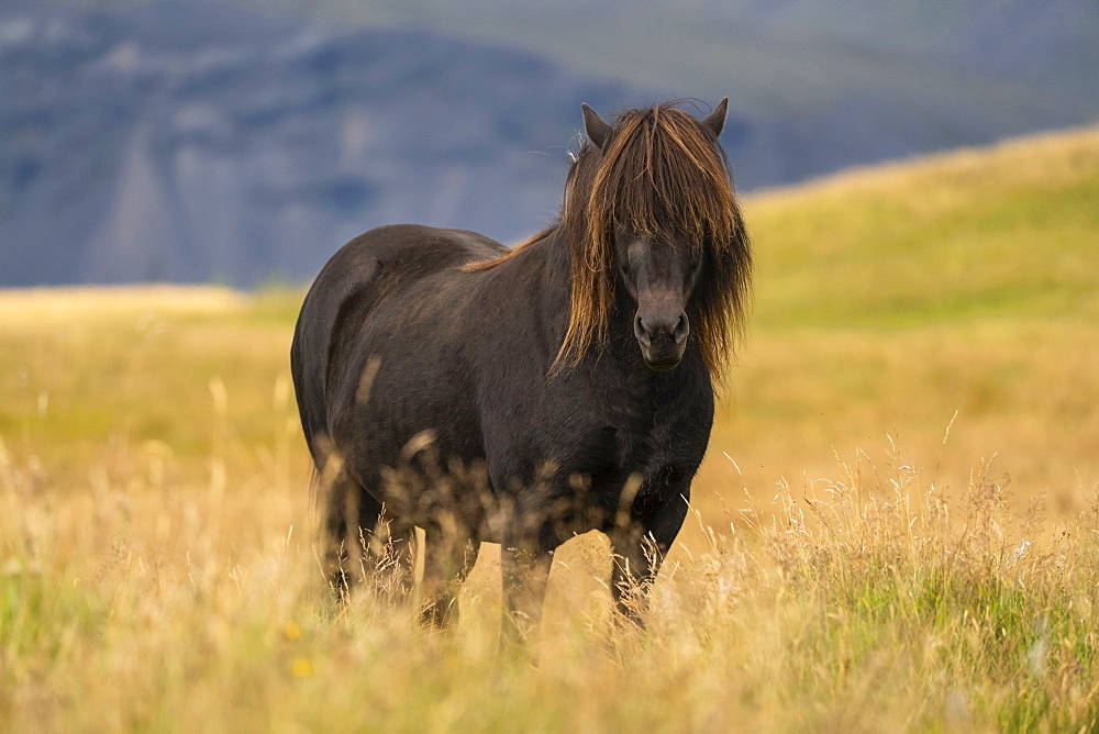 Icelandic horse in the natural landscape, Iceland