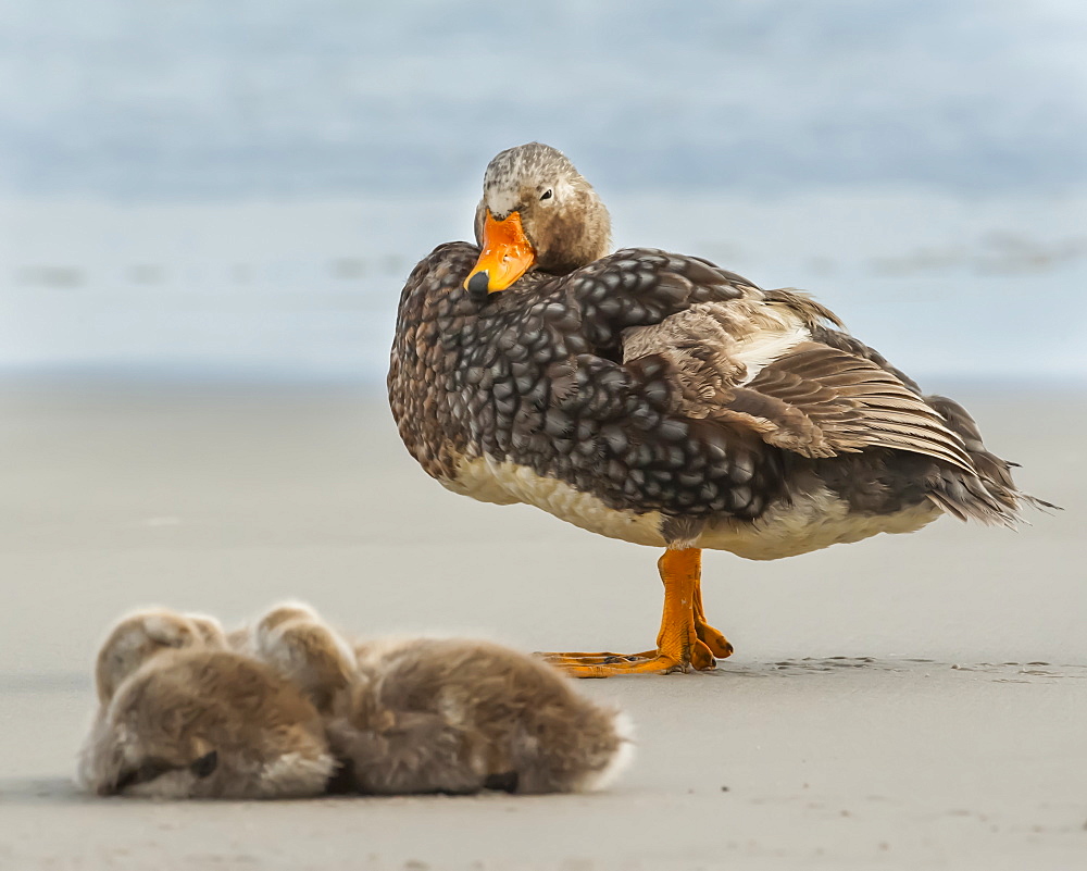 Falkland steamer duck (Tachyeres brachypterus) with chicks on the beach, Saunders Island, Falkland Islands