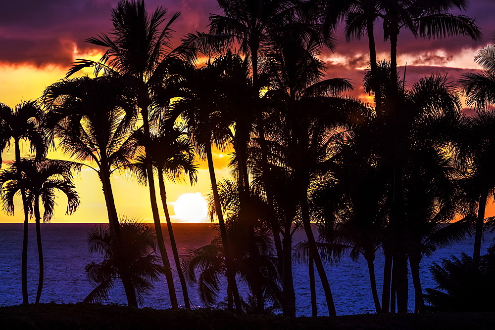 The setting sun through silhouetted palm trees, Wailea, Maui, Hawaii, United States of America