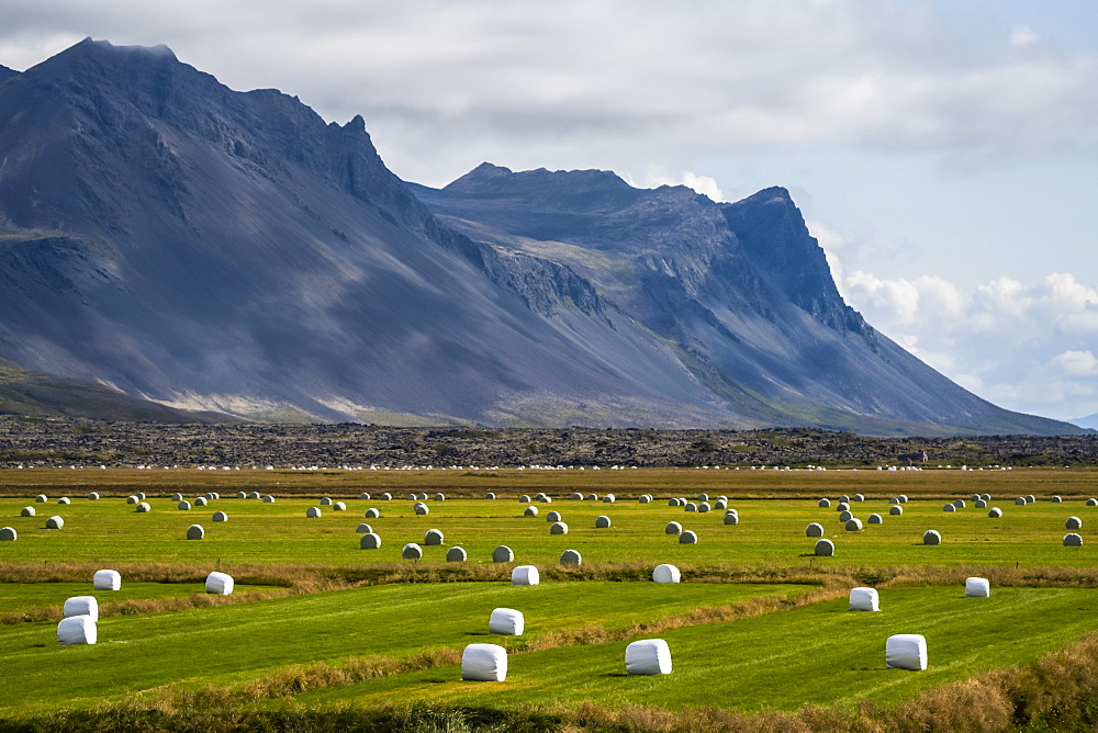 Hay bales dot a field along the coast of the Snaefellsness Peninsula, Iceland