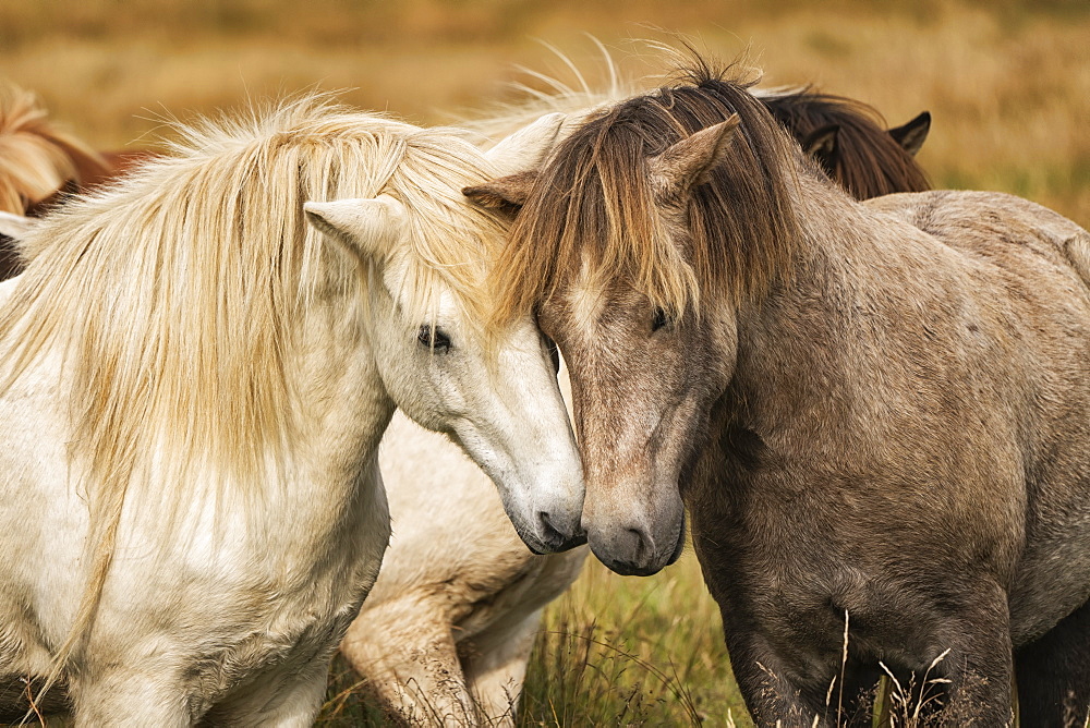 Icelandic horses in their natural setting, Iceland