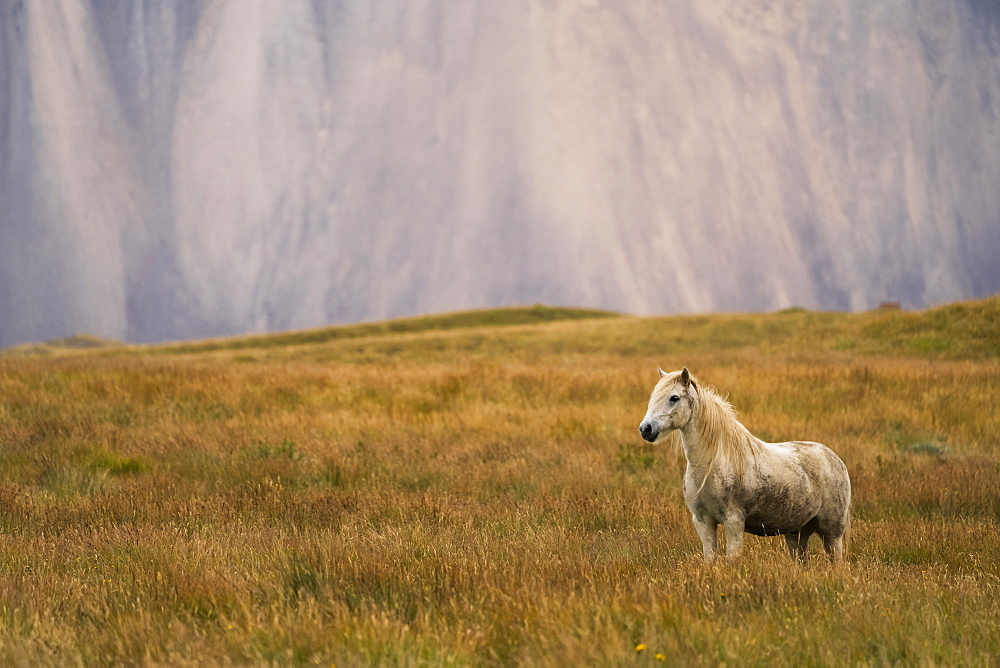 Blond Icelandic horse standing in a grass field with a mountain cliff in the background, Iceland