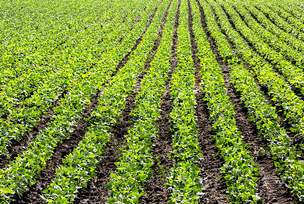 Rows of green potato plants in a field, Taber, Alberta, Canada
