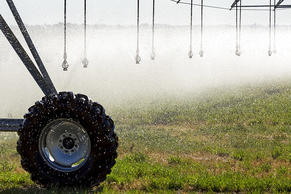 Close-up of sprinkler heads spraying a green grain field, Mossleigh, Alberta, Canada