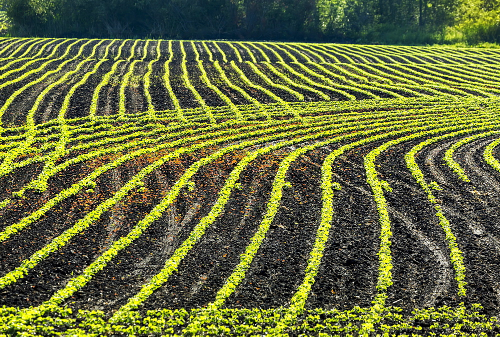 Rows of young soybean plants in a rolling field glowing with the light of early morning sun, Vineland, Ontario, Canada