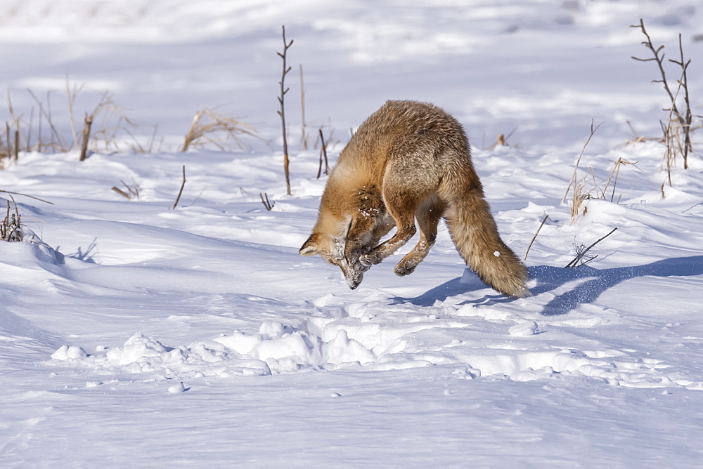 Red Fox (Vulpes vulpes) in mid-air jumping over the snow, Hokkaido, Japan