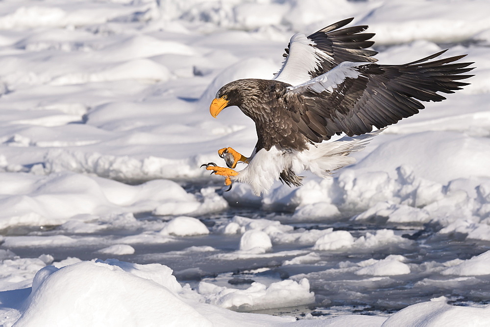 Stellar's sea eagle (Haliaeetus pelagicus) in flight, about to land on the ice and snow, Hokkaido, Japan