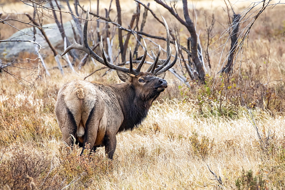 Bull elk (Cervus canadensis), Denver, Colorado, United States of America