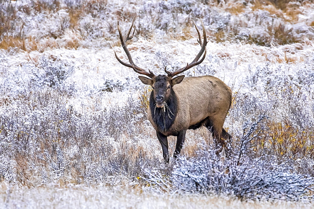 Bull elk (Cervus canadensis), Denver, Colorado, United States of America