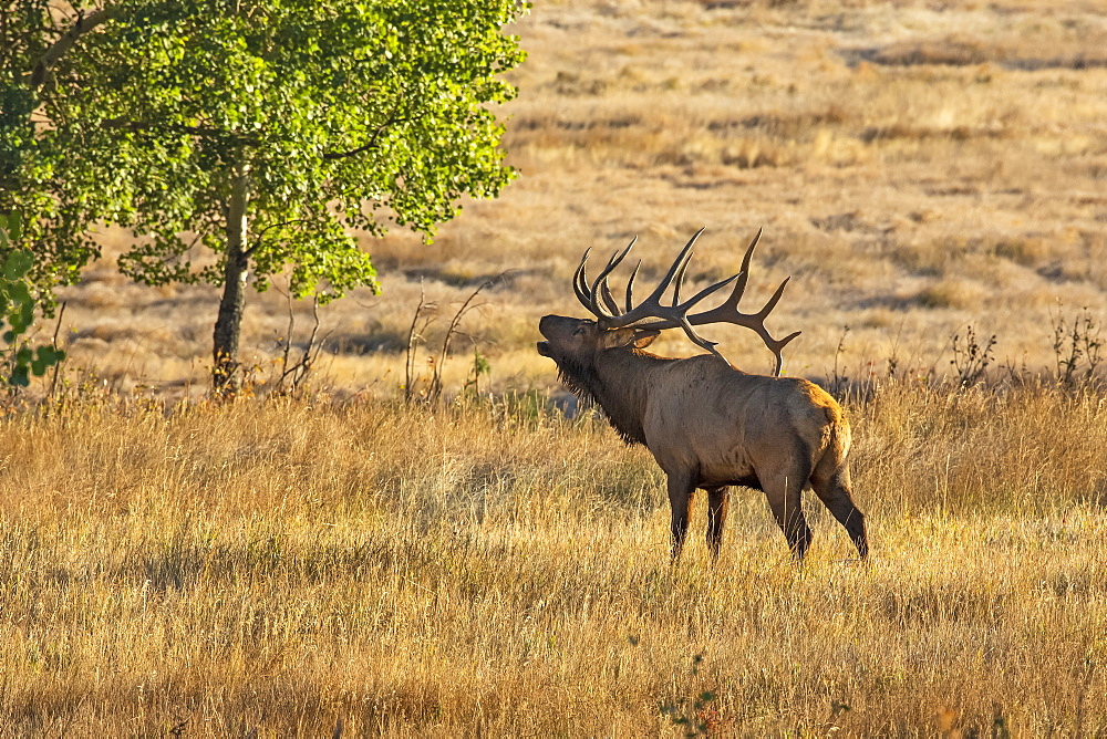 Bull elk (Cervus canadensis), Denver, Colorado, United States of America