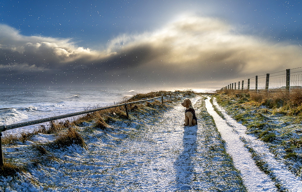 Dog wearing a coat sits on a snow-covered trail along the water's edge looking out to the waves of the River Tyne, South Shields, Tyne and Wear, England