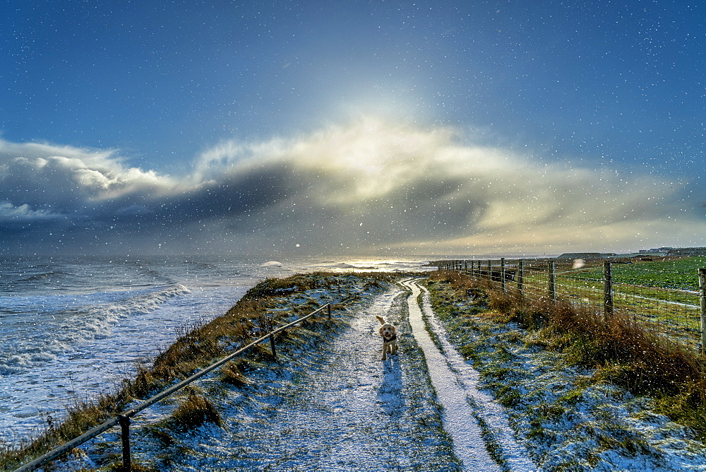 Dog walking on a snowy path along the coast, South Shields, Tyne and Wear, England