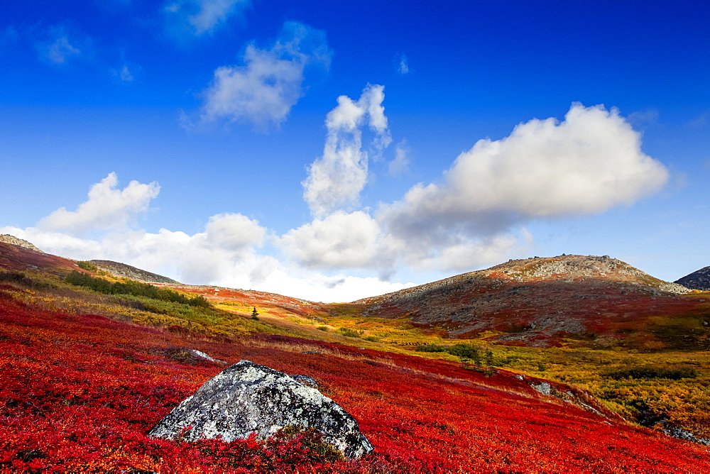 Autumn colours on the tundra, Kesugi Ridge, Denali State Park, Alaska, United States of America