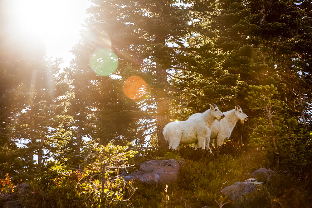 Mountain goats (Oreamnos americanus) backlit by sun, High Divide Trail, Olympic National Park, Washington, United States of America