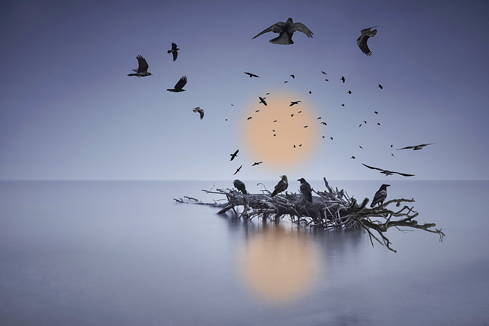 A murder of crows flying or perched on a log in shallow water