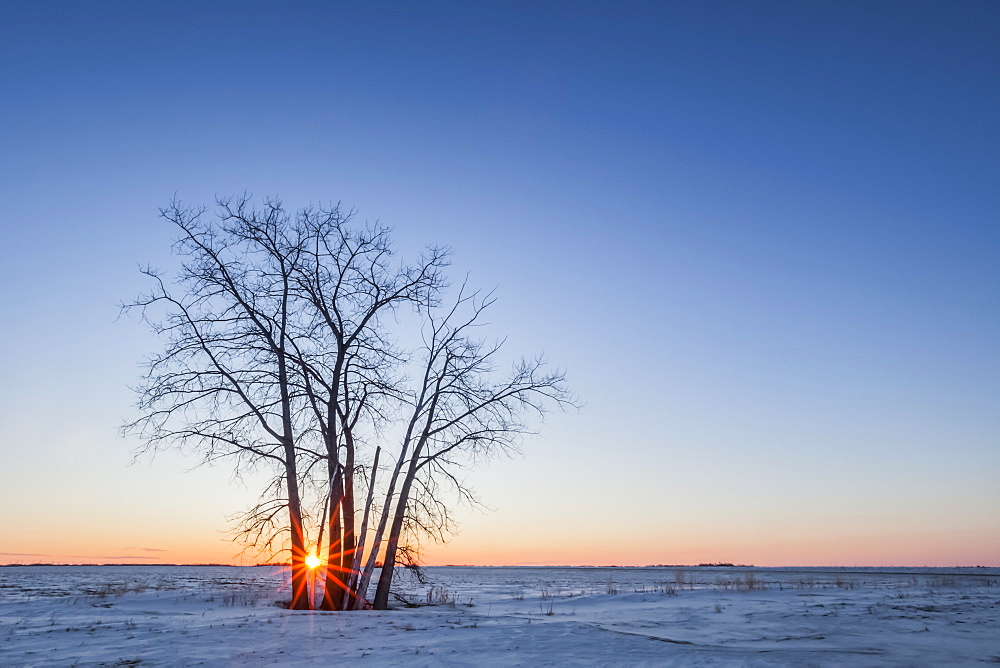 Lone tree at sunset over the prairies, near Winnipeg, Manitoba, Canada