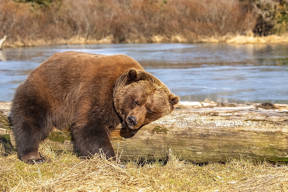 A captive female Brown bear (Ursus arctos) rests and sleeps on a driftwood log at the Alaska Wildlife Conservation Center with a pond in the background, South-central Alaska, Portage, Alaska, United States of America