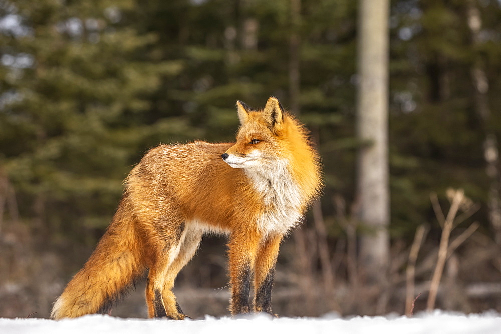 Red fox (Vulpes vulpes) standing in the snow. Fox family was often seen here near Campbell Creek and traveling on the city bike trail, Alaska, United States of America