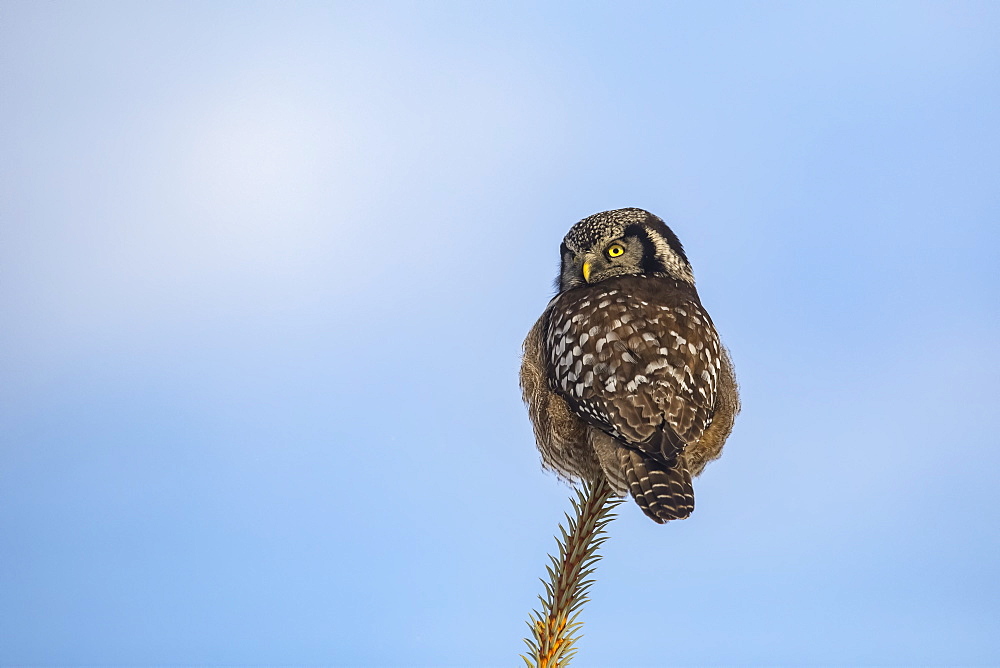 Northern Hawk Owl (Surnia ulula), known for sitting on the highest perch possible while looking for prey such as voles moving below. This one sits on the top of a tree against a blue sky, South-central Alaska, Anchorage, Alaska, United States of America