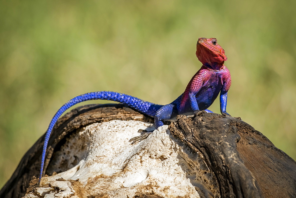 Close-up of Spider-Man agama (Agama mwanzae) on buffalo skull, Serengeti National Park, Tanzania