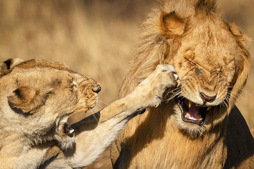 Close-up of lioness (Panthera leo) slapping male with paw, Serengeti National Park, Tanzania