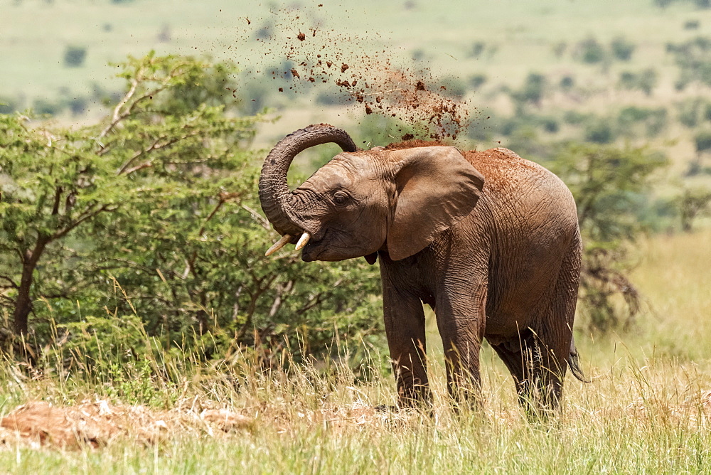 African elephant (Loxodonta africana) throwing earth over its head, Serengeti National Park, Tanzania