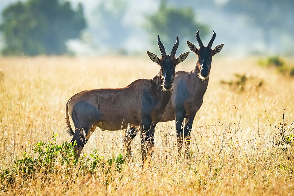 Two topi (Damaliscus korrigum) stand together in African savannah, Serengeti National Park, Tanzania