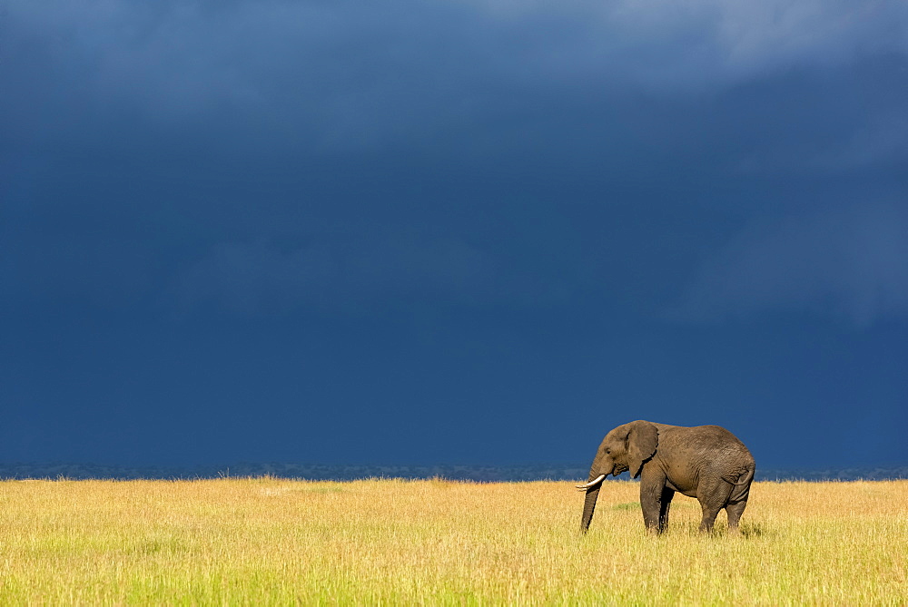 African bush elephant (Loxodonta africana) stands in grass beneath dark clouds, Serengeti National Park, Tanzania