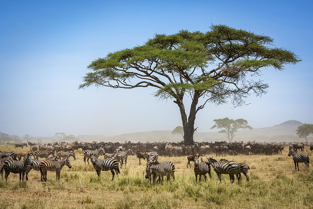 Confusion of Blue wildebeest (Connochaetes taurinus) standing under acacia with a herd of Plains zebra (Equus quagga) close by, Serengeti National Park, Tanzania